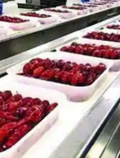 四季有虾龙虾加工